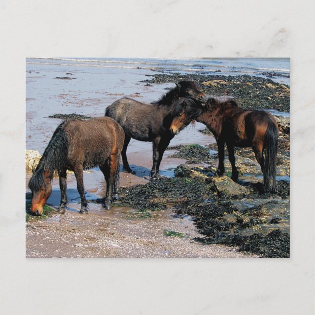 Carte Postale South Devon Trois Ponies Dartmoor Jouant Sur La Pl (Devant)