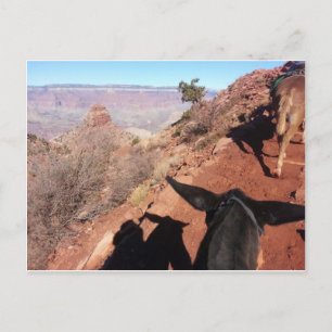Carte Postale South Kiabab Grand Canyon National Park Mule Ride