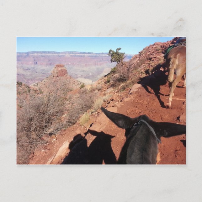 Carte Postale South Kiabab Grand Canyon National Park Mule Ride (Devant)