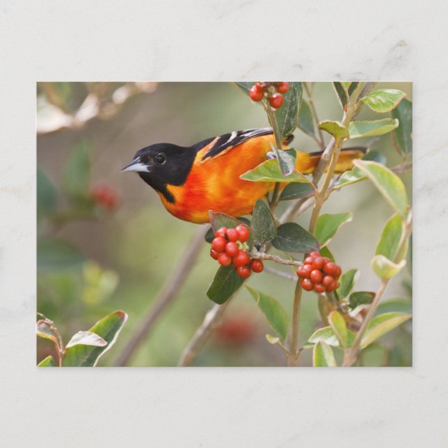 Carte Postale South Padre Island, Texas, USA, Baltimore Oriole (Devant)