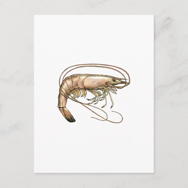 Carte Postale Southern Shrimp Art (Devant)