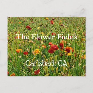 Carte postale Souvenir : Champs de fleurs, Carlsba