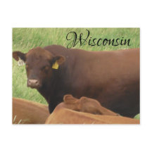 Carte postale Souvenir de la vache du Wisconsin