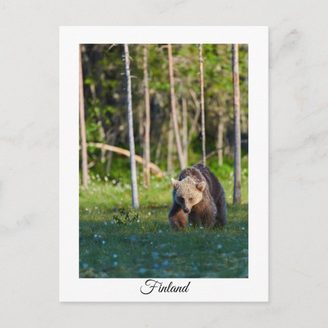 Carte postale souvenir nature Finlande (Devant)