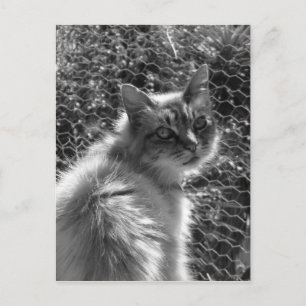 Carte Postale Souvenirs