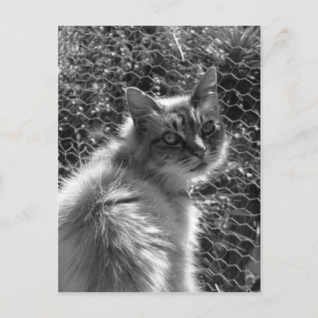 Carte Postale Souvenirs (Devant)