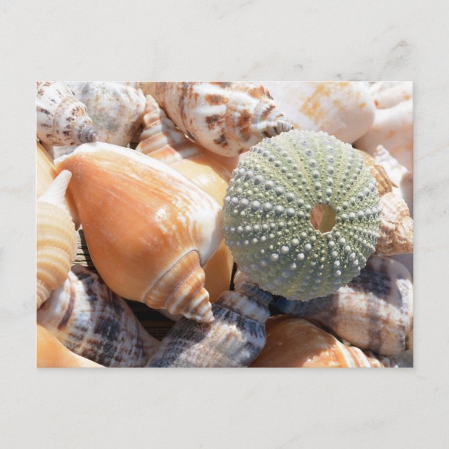 Carte Postale Souvenirs de plage (Devant)