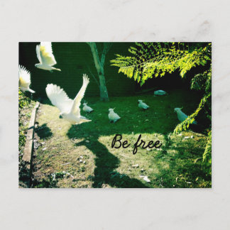 Carte Postale Soyez libre
