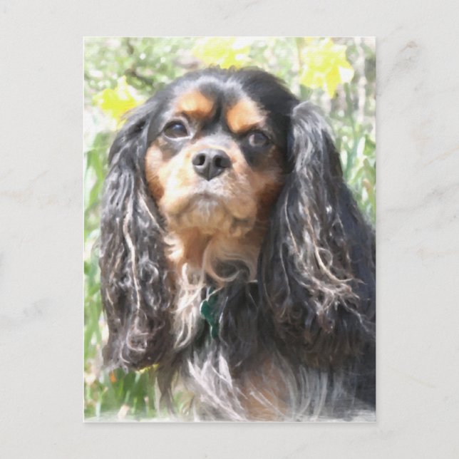 Carte Postale Spaniel Cavalier King Charles peint (Devant)