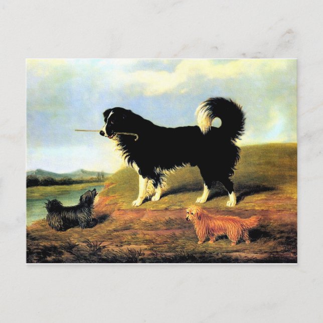 Carte Postale Spaniel et deux Norfolk Terriers (Devant)