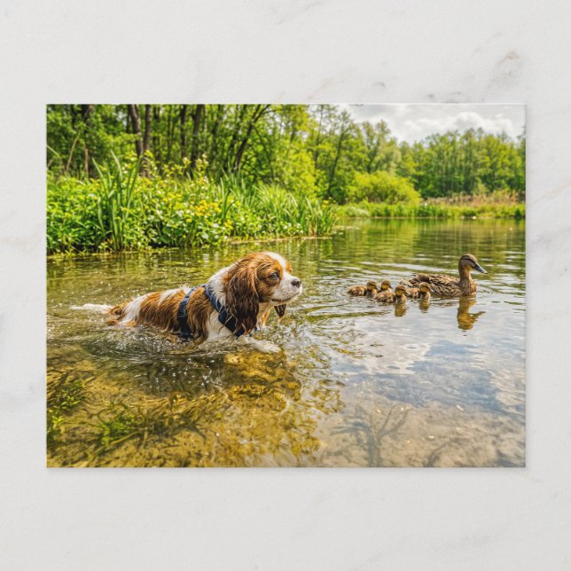 Carte Postale Spaniel nageant aux côtés d'une famille de canards (Devant)