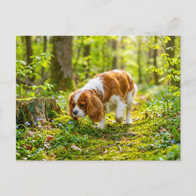 Carte Postale Spaniel se promenant dans une forêt de printemps l (Devant)