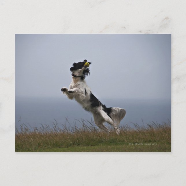 Carte Postale Spaniel Springer noir et blanc jouant avec (Devant)