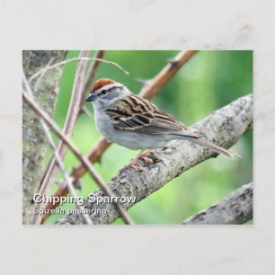 Carte postale Sparrow