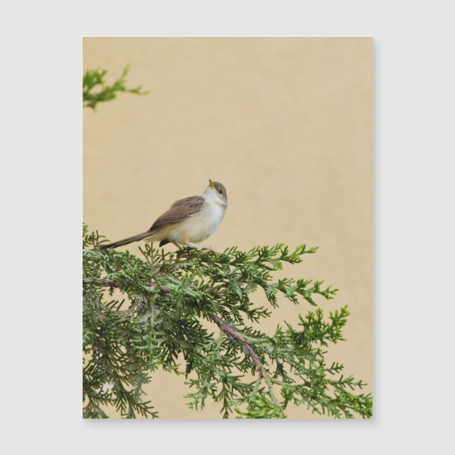 Carte postale Sparrow (Devant)