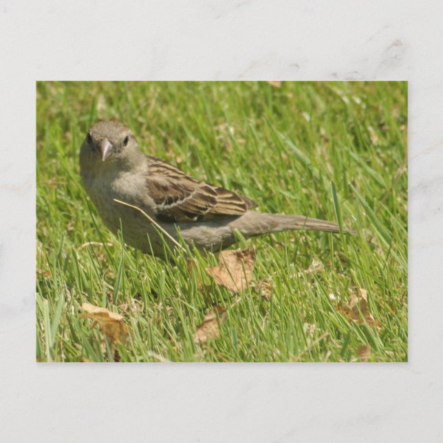 Carte Postale Sparrow (Devant)