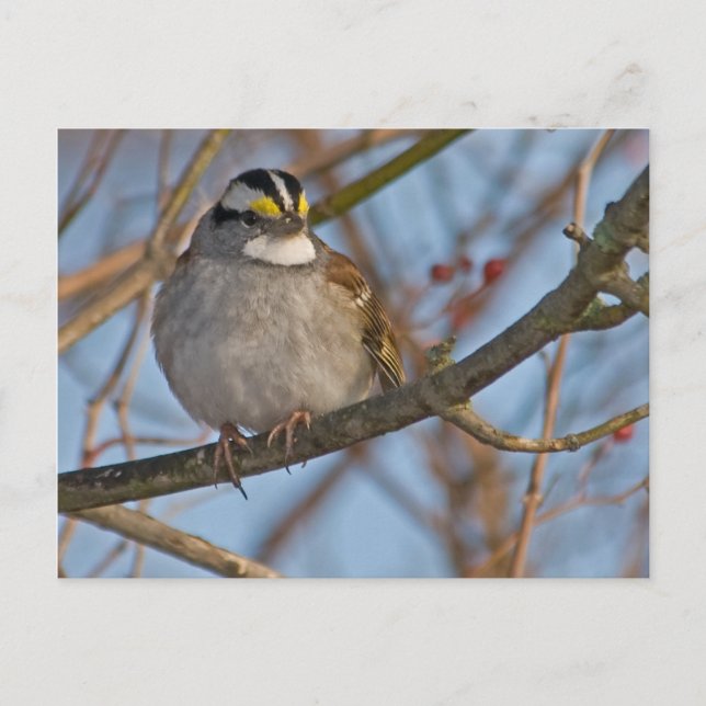 Carte postale Sparrow d'hiver (Devant)
