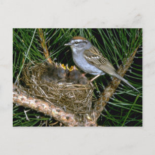 Carte Postale Sparrow et deux oisillons