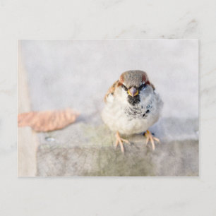 Carte Postale Sparrow - Le Guerrier