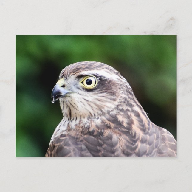 Carte postale Sparrowhawk Femme (Devant)