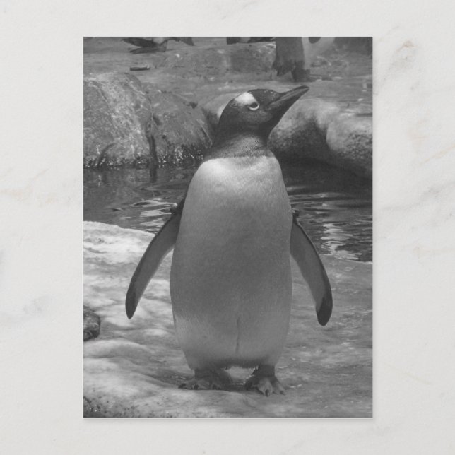 Carte Postale Spats de Leslie Peppers (Devant)