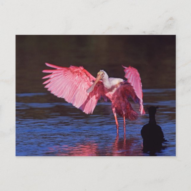 Carte Postale Spatule rose (ajaja d'Ajaia) avec Cormorant (Devant)