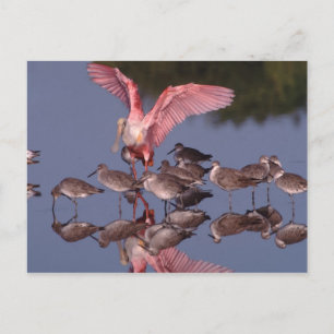 Carte Postale Spatule rosée avec des willet dans des eaux peu pr