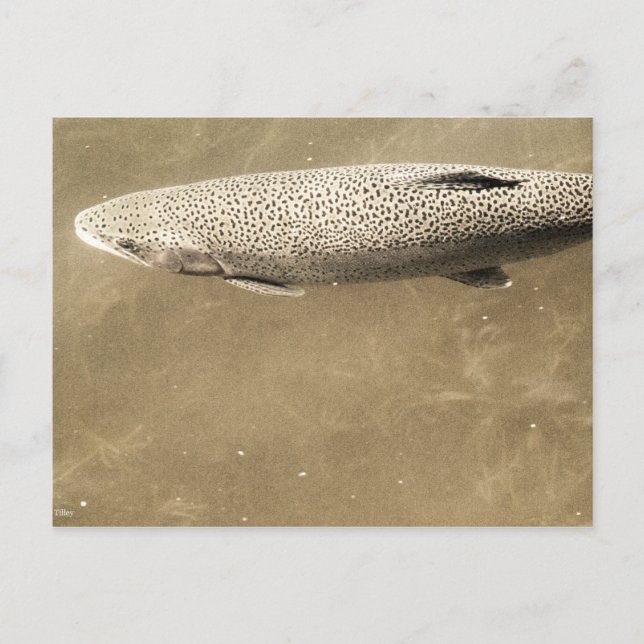 Carte Postale Speckles (Devant)