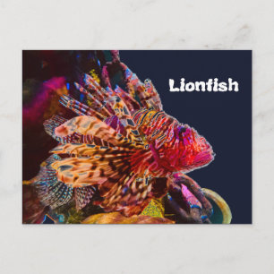 Carte Postale Spectaculaire poisson-lion