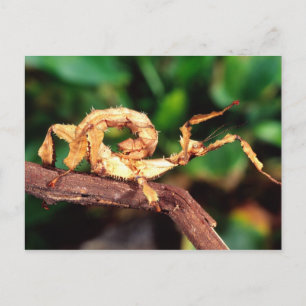 Carte Postale Spectre de Macleay (Phasme épineux),