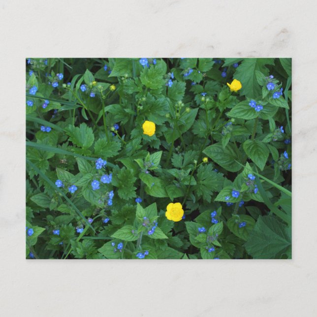 Carte Postale Speedwell et Buttercups (Devant)