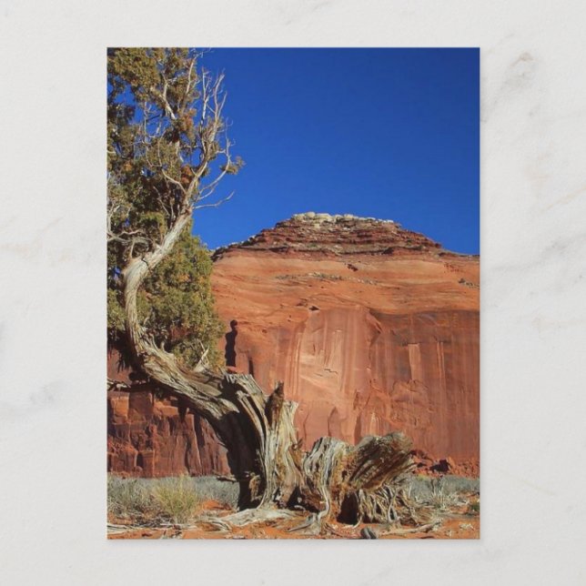 Carte Postale Spehead Mesa À Monument Valley (Devant)