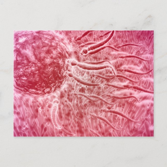 Carte Postale Sperm Voyageant Vers Oeuf Avec Cellia (Devant)