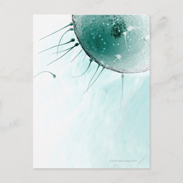 Carte Postale Sperme fécondant un ovule. (Devant)