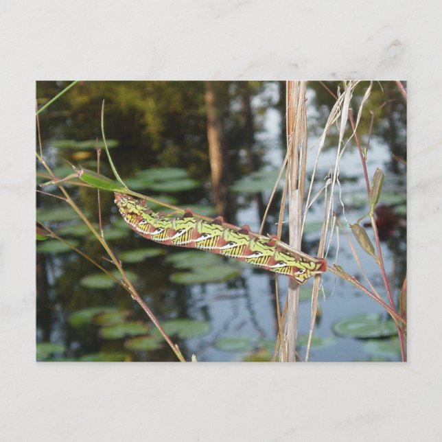Carte Postale Sphinx Moth Caterpillar sur Ludwigia (Devant)