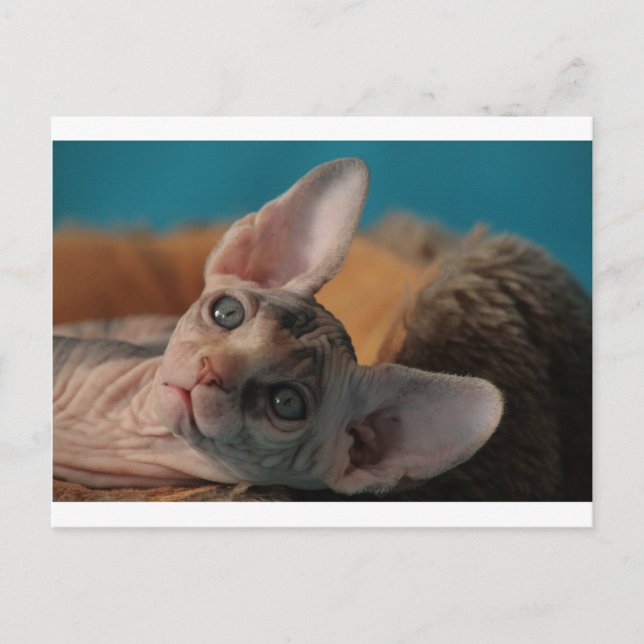Carte Postale Sphynx (Devant)