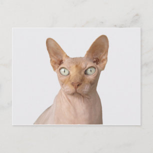Carte Postale sphynx 3.png