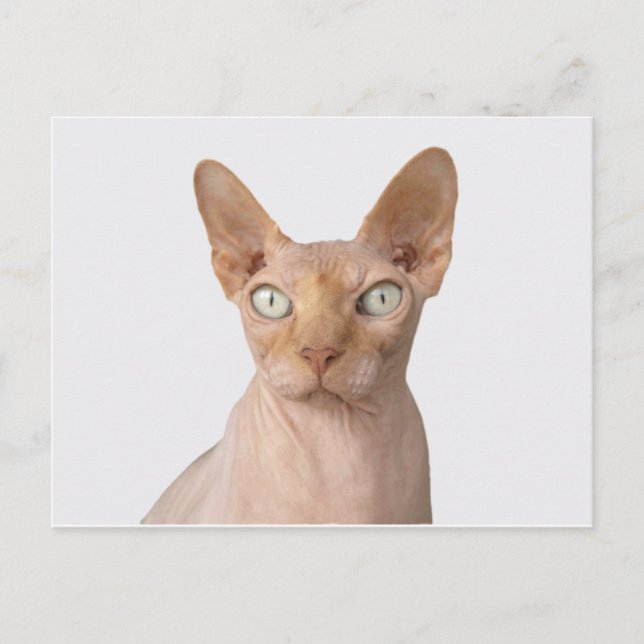 Carte Postale sphynx 3.png (Devant)