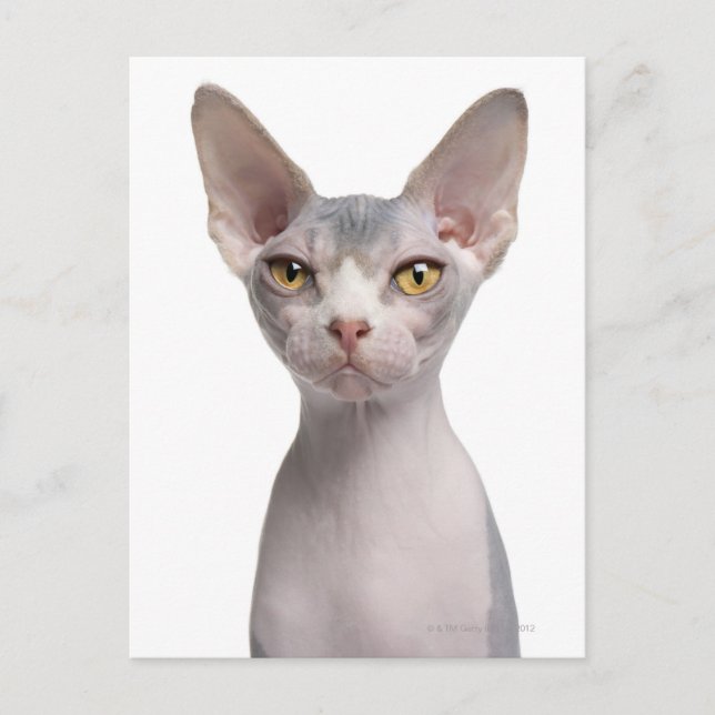 Carte Postale Sphynx (7 months old) (Devant)