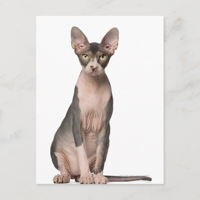 Carte Postale Sphynx (7 months old) sitting (Devant)
