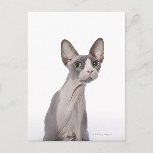 Carte Postale Sphynx Cat with surprised expression (Devant)
