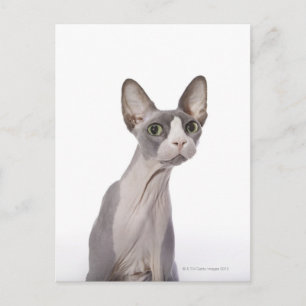 Carte Postale Sphynx Cat with surprised expression