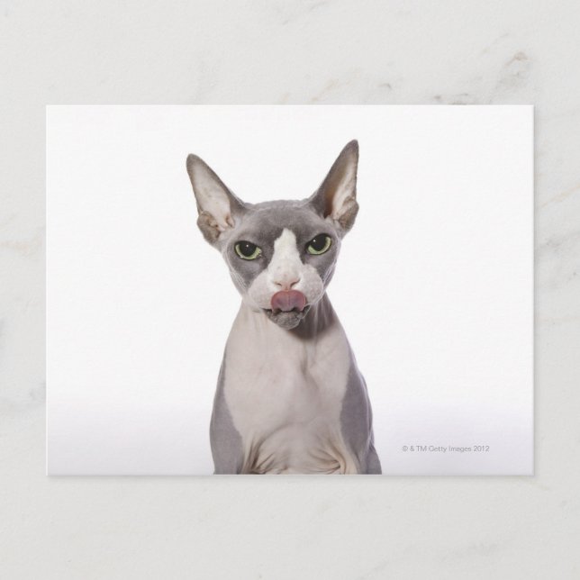 Carte Postale Sphynx Chat avec langue sortie (Devant)