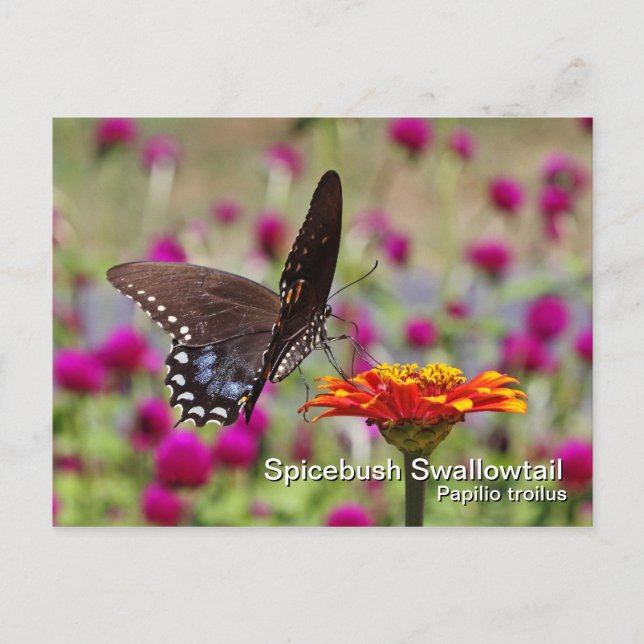 Carte postale Spicebush Swallower (Devant)