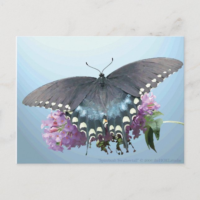 Carte postale Spicebush Swallowtail (Devant)
