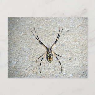 Carte postale Spider