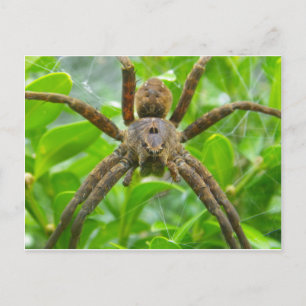Carte postale Spider