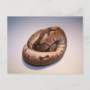 Carte postale Spider Ball Python
