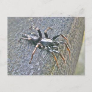 Carte postale Spider Gnaphosid