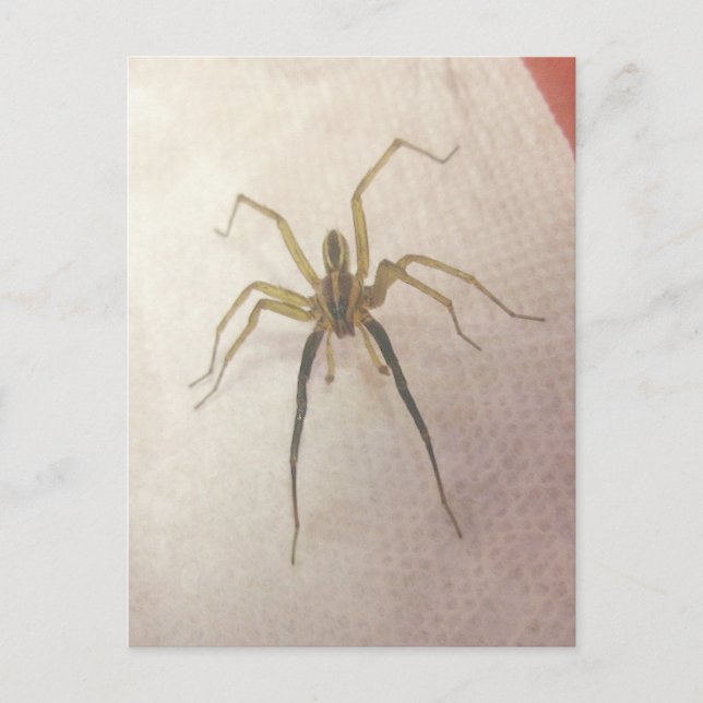Carte postale Spider Homme (Devant)